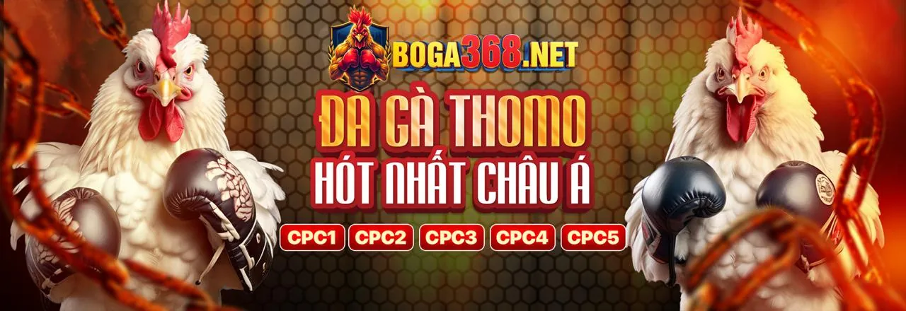 Đá gà Thomo trực tiếp
